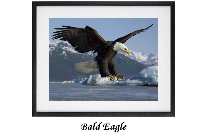 Bald Eagle Framed Print